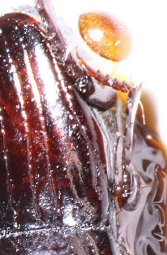 Margarinotus carbonarius carbonarius